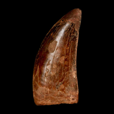 2.3" Carcharodontosaurus Serrated Fossil Tooth Cretaceous Theropod Dinosaur COA