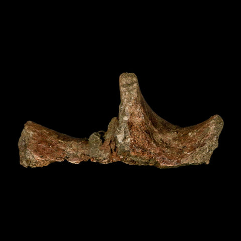 4.4" Pachycephalosaurus Dinosaur Fossil Vertebrae Process Lance Creek FM WY COA