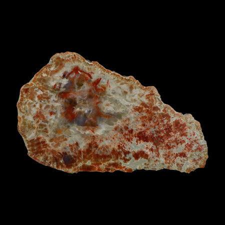 6.4" Dinosaur Coprolite Fossil Polished Slab Specimen Poop Dung Harry Mountain Utah