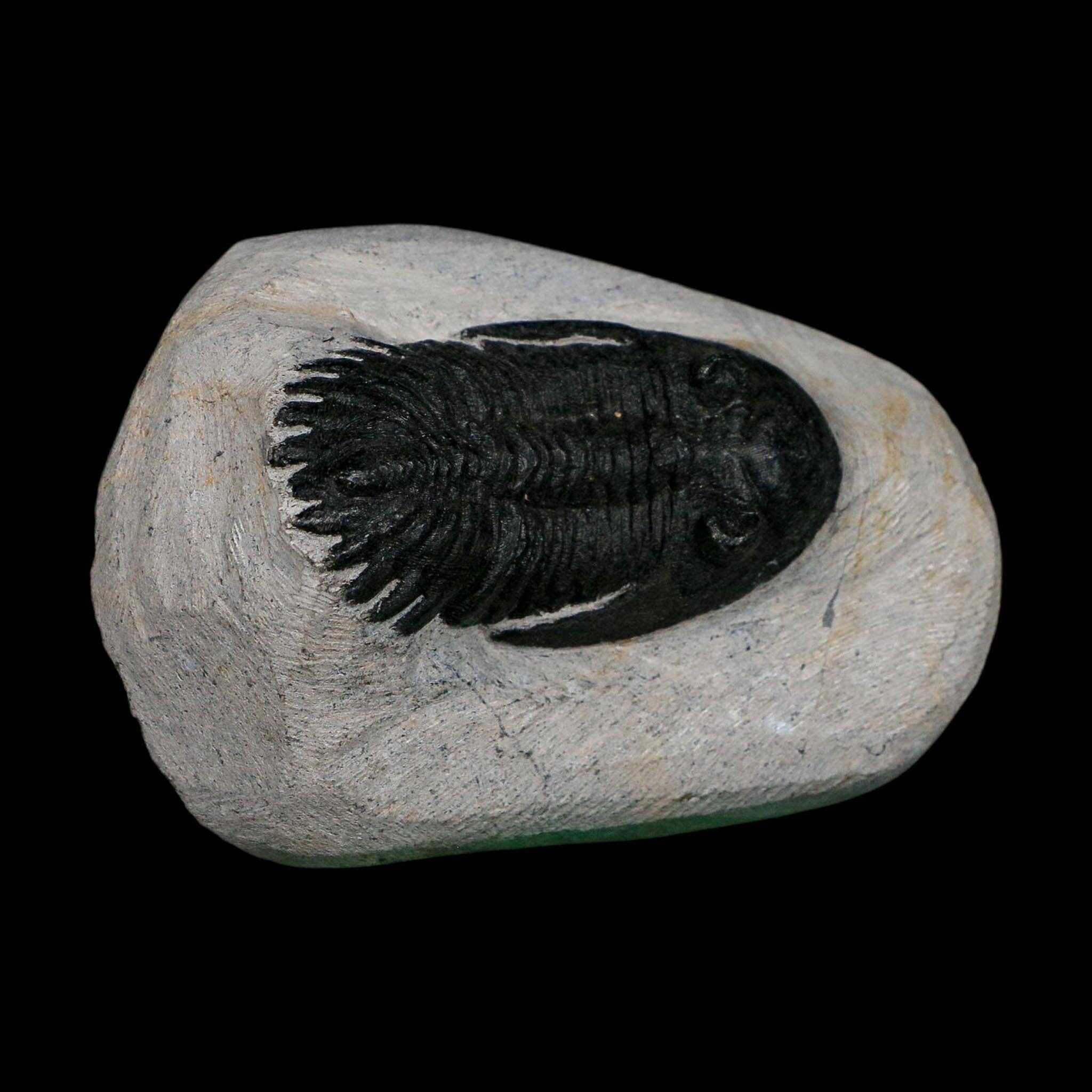 2.2" Metacanthina Issoumourensis Trilobite Fossil Devonian Age 400 Mil Yrs Old COA - Fossil Age Minerals
