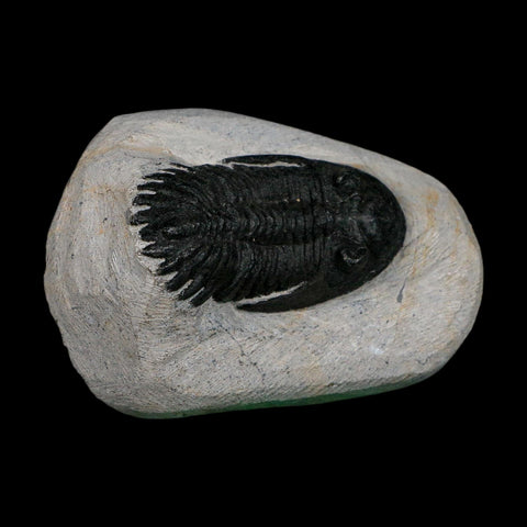 2.2" Metacanthina Issoumourensis Trilobite Fossil Devonian Age 400 Mil Yrs Old COA