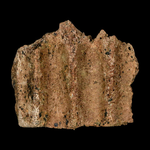 1.9" Triceratops Fossil Jaw Section Cretaceous Dinosaur Lance Creek FM MT COA - Fossil Age Minerals