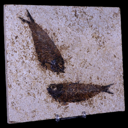 Diplomystus And Knightia Fossil Fish Green River FM WY Eocene Age COA, Stand