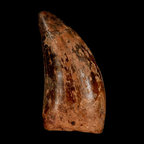 2.3" Carcharodontosaurus Serrated Fossil Tooth Cretaceous Theropod Dinosaur COA