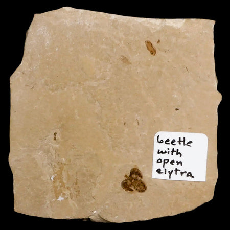 0.2 Detailed Fossil Beetle Open Elyra Insect Green River FM Uintah County UT Eocene Age