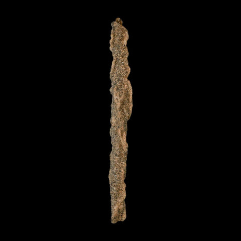 3.9" Fulgurite Petrified Lighting Strike Glass Sahara Desert Algeria - Fossil Age Minerals