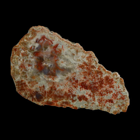 6.4" Dinosaur Coprolite Fossil Polished Slab Specimen Poop Dung Harry Mountain Utah