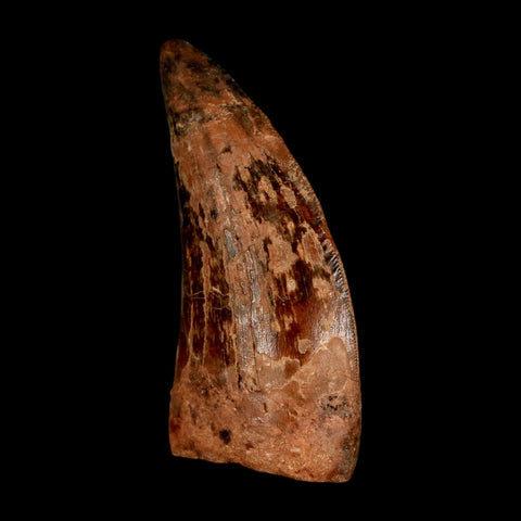 2.3" Carcharodontosaurus Serrated Fossil Tooth Cretaceous Theropod Dinosaur COA