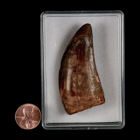 2.3" Carcharodontosaurus Serrated Fossil Tooth Cretaceous Theropod Dinosaur COA