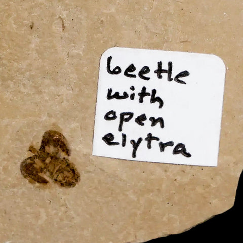 0.2 Detailed Fossil Beetle Open Elyra Insect Green River FM Uintah County UT Eocene Age - Fossil Age Minerals