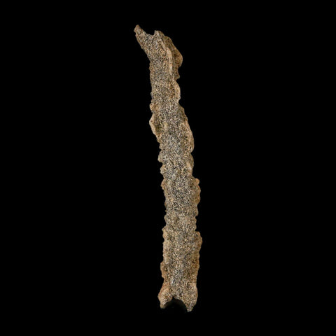 3.9" Fulgurite Petrified Lighting Strike Glass Sahara Desert Algeria - Fossil Age Minerals