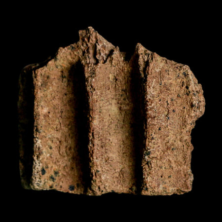 1.9" Triceratops Fossil Jaw Section Cretaceous Dinosaur Lance Creek FM MT COA