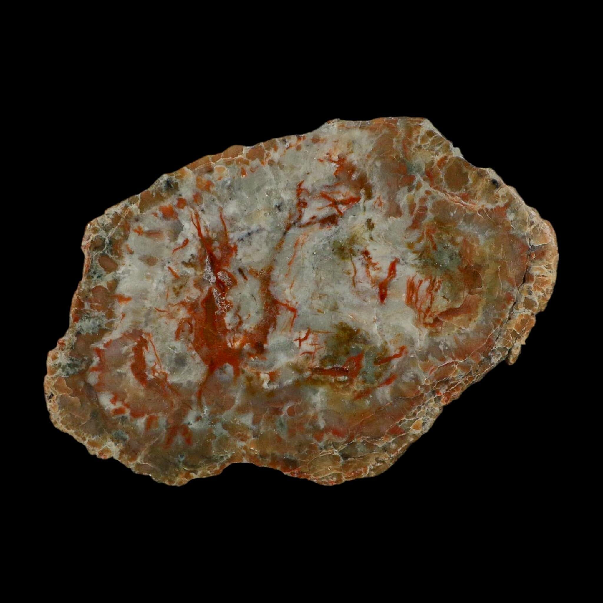5.9" Dinosaur Coprolite Fossil Polished Slab Specimen Poop Dung Harry Mountain Utah - Fossil Age Minerals
