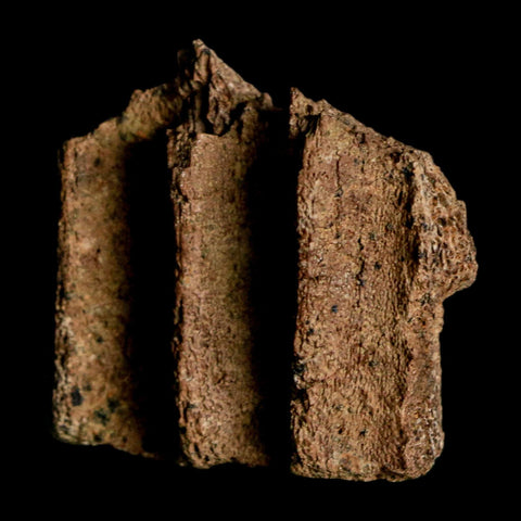 1.9" Triceratops Fossil Jaw Section Cretaceous Dinosaur Lance Creek FM MT COA - Fossil Age Minerals