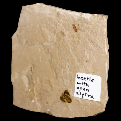 0.2 Detailed Fossil Beetle Open Elyra Insect Green River FM Uintah County UT Eocene Age - Fossil Age Minerals