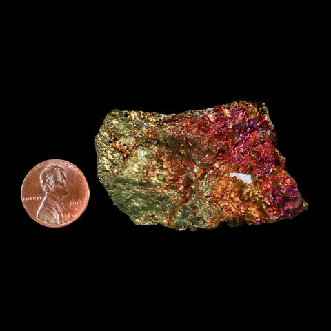 2.4" Chalcopyrite Bornite Brilliant Multicolored Peacock Ore Chihuahua Mexico - Fossil Age Minerals