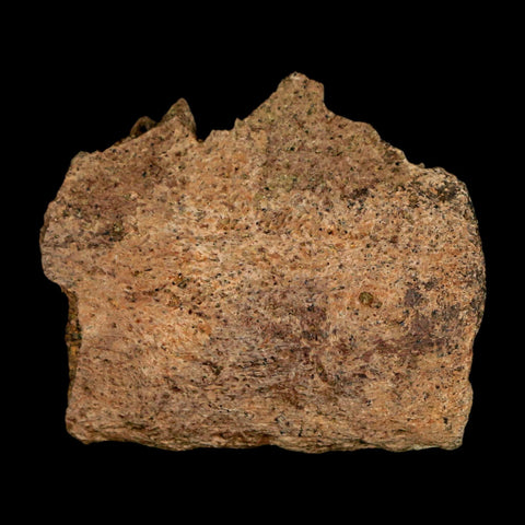 1.9" Triceratops Fossil Jaw Section Cretaceous Dinosaur Lance Creek FM MT COA - Fossil Age Minerals