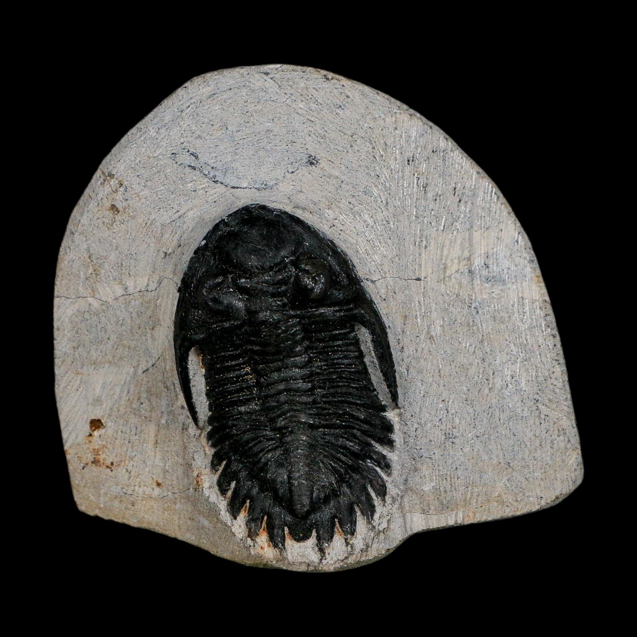 1.9" Metacanthina Issoumourensis Trilobite Fossil Devonian Age 400 Mil Yrs Old COA - Fossil Age Minerals