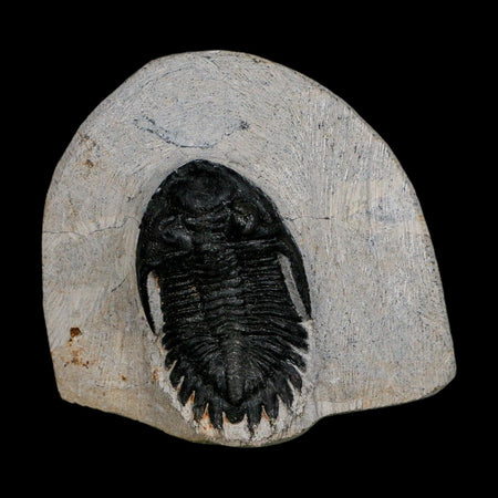 1.9" Metacanthina Issoumourensis Trilobite Fossil Devonian Age 400 Mil Yrs Old COA