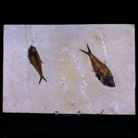 2 Two Diplomystus Dentatus Fossil Fish Green River FM WY Eocene Age COA, Stand - Fossil Age Minerals