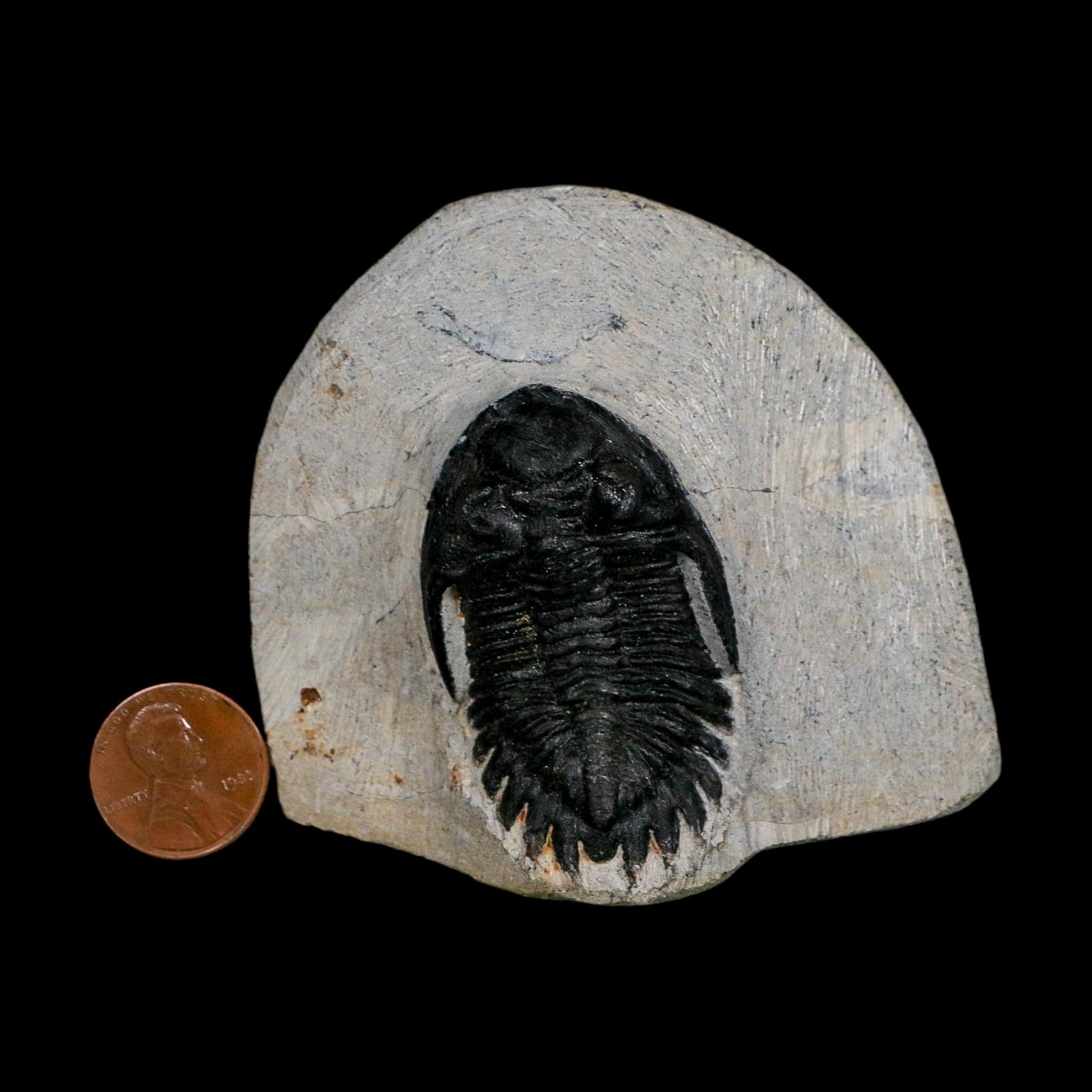 1.9" Metacanthina Issoumourensis Trilobite Fossil Devonian Age 400 Mil Yrs Old COA - Fossil Age Minerals