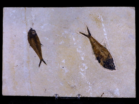 2 Two Diplomystus Dentatus Fossil Fish Green River FM WY Eocene Age COA, Stand - Fossil Age Minerals
