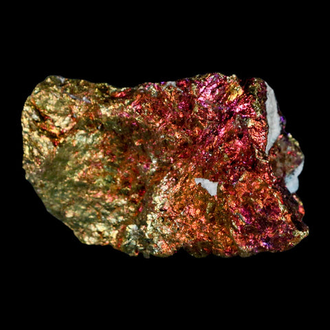 2.4" Chalcopyrite Bornite Brilliant Multicolored Peacock Ore Chihuahua Mexico - Fossil Age Minerals