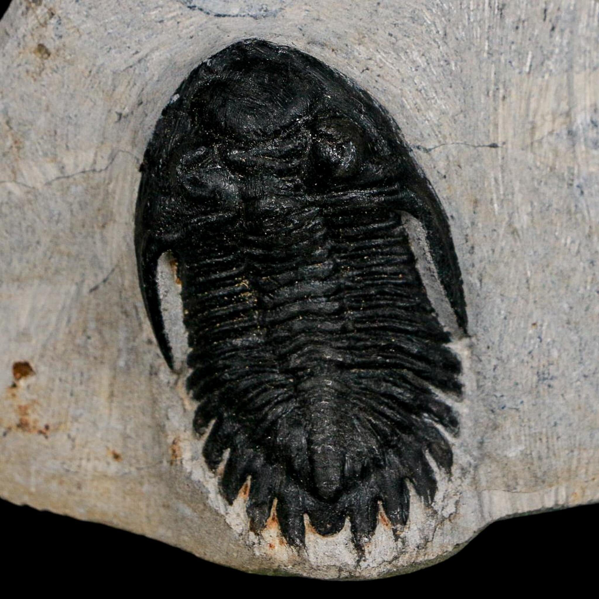 1.9" Metacanthina Issoumourensis Trilobite Fossil Devonian Age 400 Mil Yrs Old COA - Fossil Age Minerals