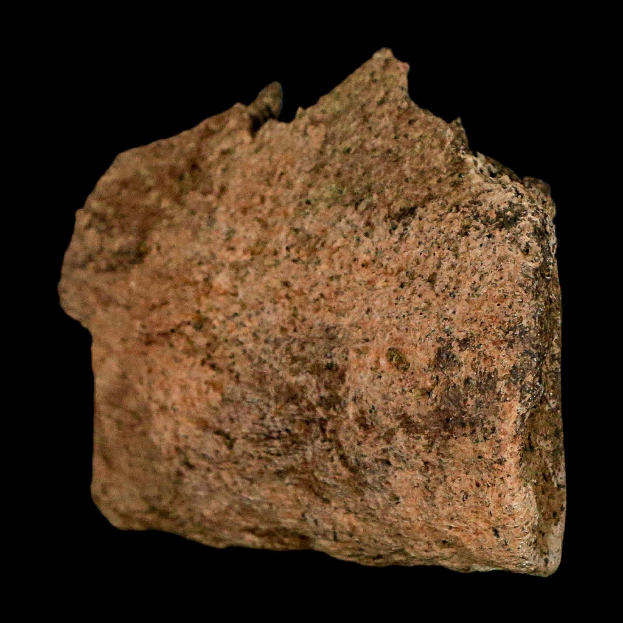 1.9" Triceratops Fossil Jaw Section Cretaceous Dinosaur Lance Creek FM MT COA - Fossil Age Minerals