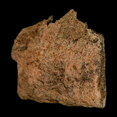 1.9" Triceratops Fossil Jaw Section Cretaceous Dinosaur Lance Creek FM MT COA - Fossil Age Minerals