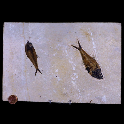 2 Two Diplomystus Dentatus Fossil Fish Green River FM WY Eocene Age COA, Stand - Fossil Age Minerals