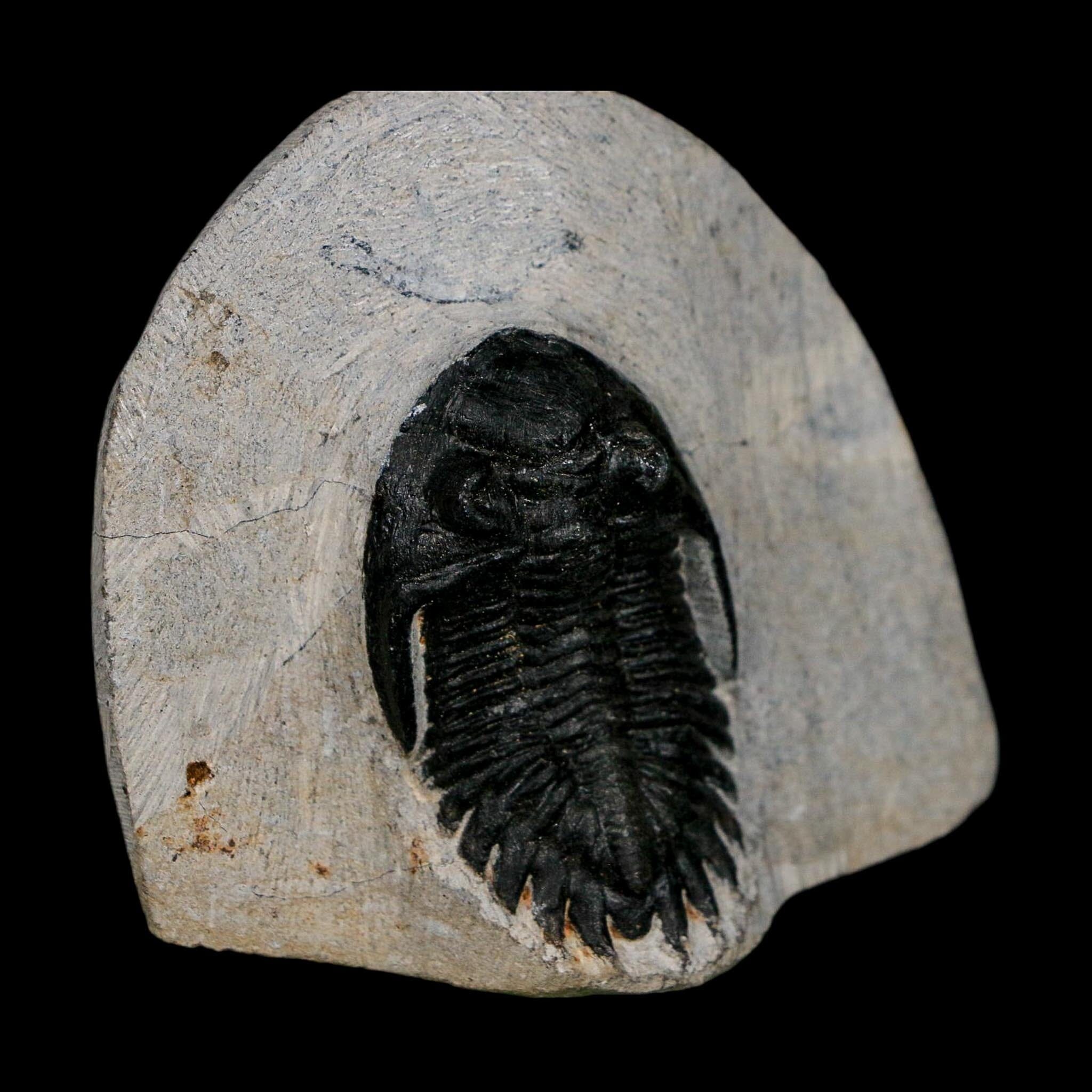 1.9" Metacanthina Issoumourensis Trilobite Fossil Devonian Age 400 Mil Yrs Old COA - Fossil Age Minerals