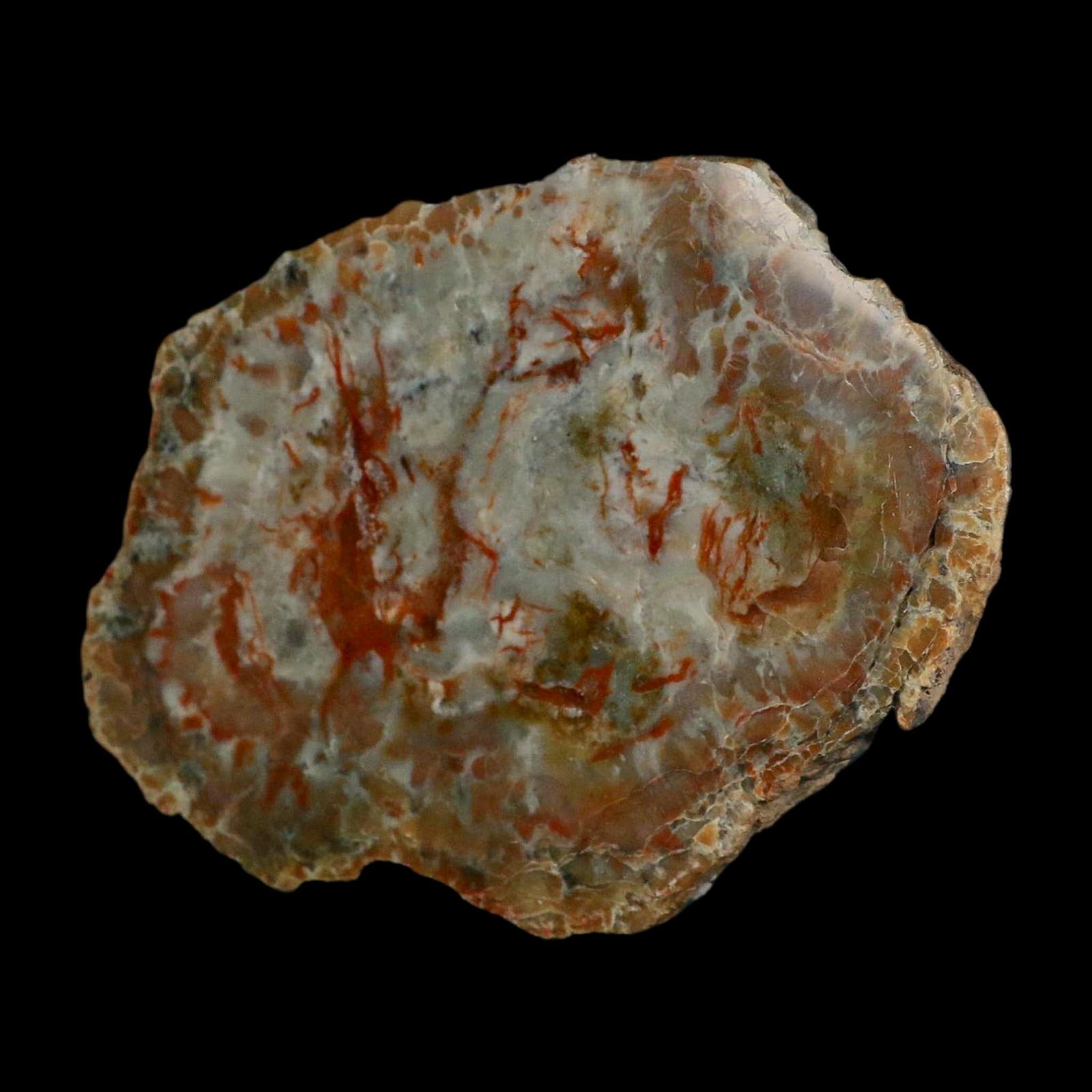 5.9" Dinosaur Coprolite Fossil Polished Slab Specimen Poop Dung Harry Mountain Utah - Fossil Age Minerals