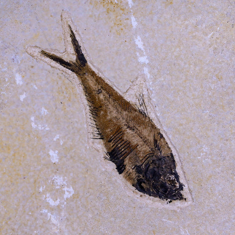 2 Two Diplomystus Dentatus Fossil Fish Green River FM WY Eocene Age COA, Stand - Fossil Age Minerals