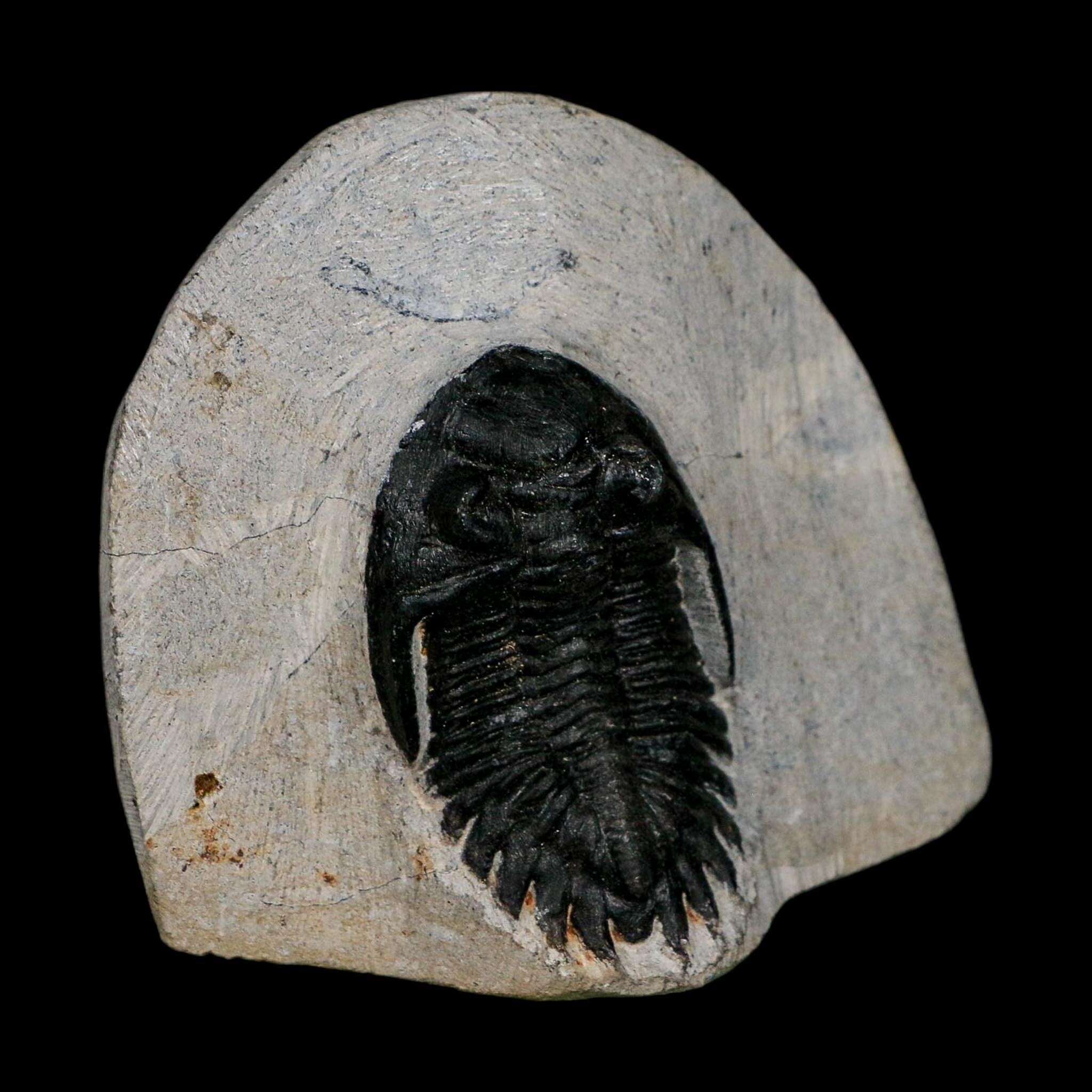 1.9" Metacanthina Issoumourensis Trilobite Fossil Devonian Age 400 Mil Yrs Old COA - Fossil Age Minerals