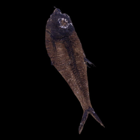 2 Two Diplomystus Dentatus Fossil Fish Green River FM WY Eocene Age COA, Stand