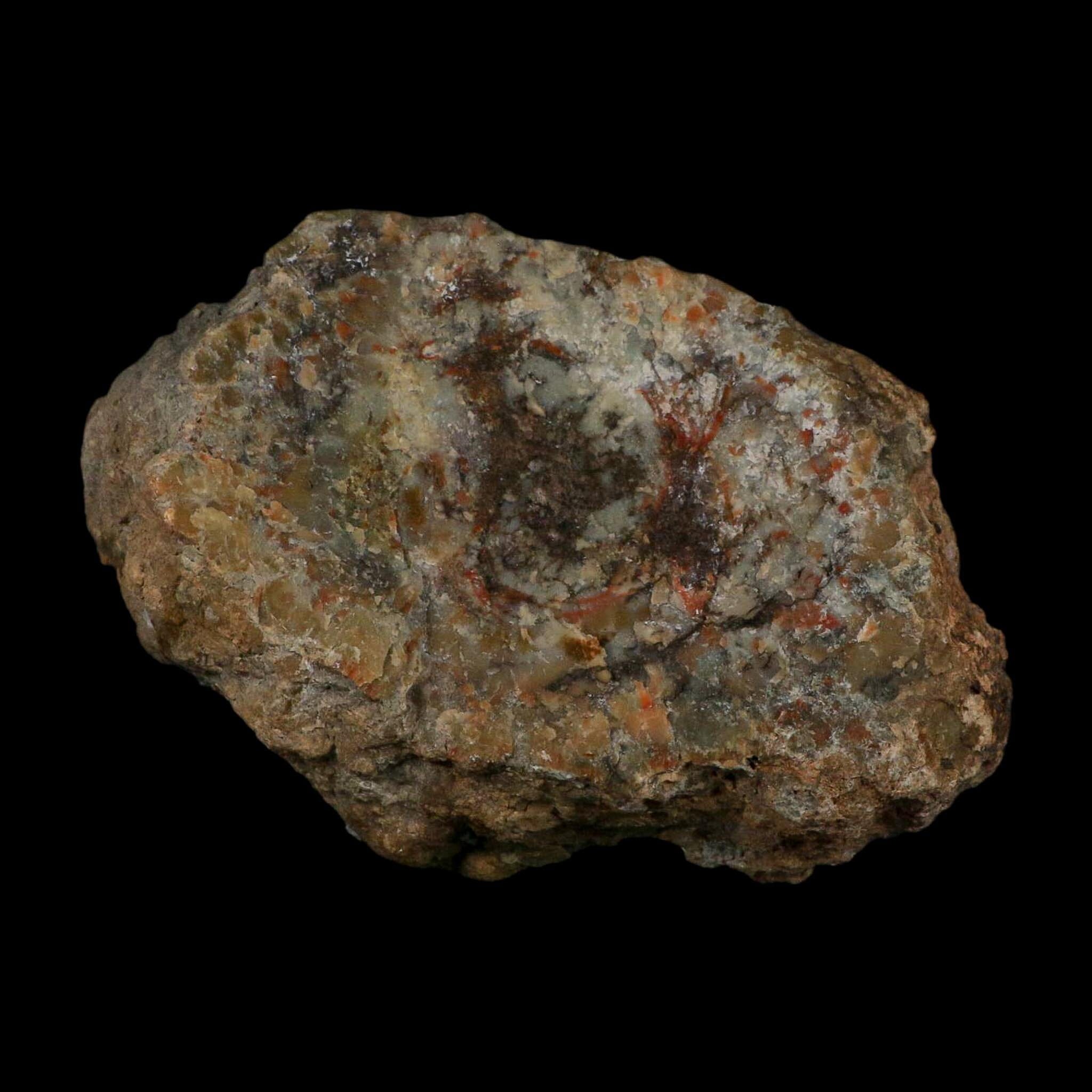 5.9" Dinosaur Coprolite Fossil Polished Slab Specimen Poop Dung Harry Mountain Utah - Fossil Age Minerals