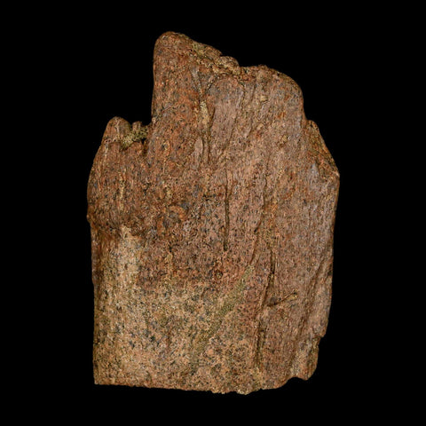 2.9" Triceratops Fossil Frill Blood Groves Lance Creek FM Cretaceous Dinosaur WY COA - Fossil Age Minerals