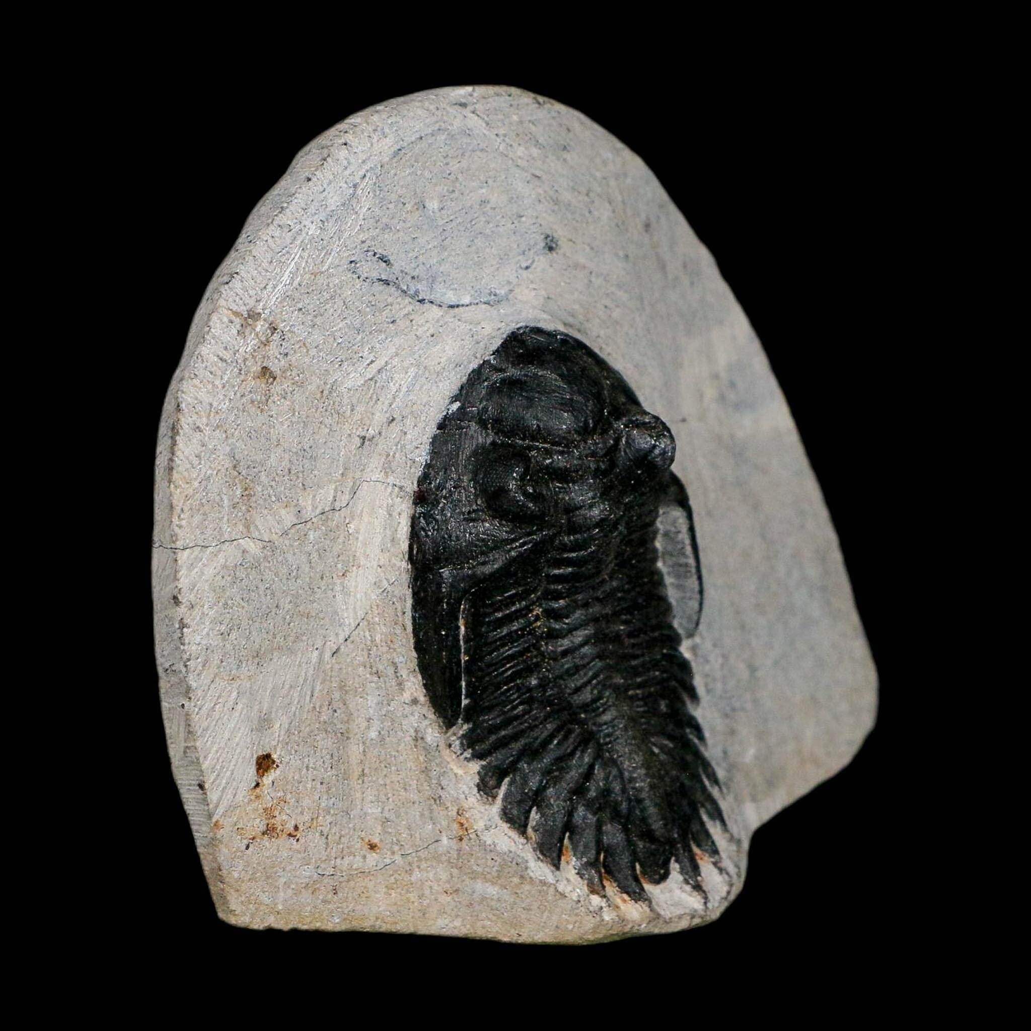 1.9" Metacanthina Issoumourensis Trilobite Fossil Devonian Age 400 Mil Yrs Old COA - Fossil Age Minerals