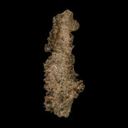 3.1" Fulgurite Petrified Lighting Strike Glass Sahara Desert Algeria