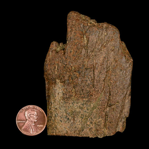 2.9" Triceratops Fossil Frill Blood Groves Lance Creek FM Cretaceous Dinosaur WY COA - Fossil Age Minerals