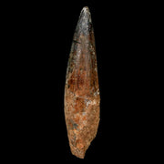 XL 3.4" Spinosaurus Fossil Tooth 100 Million Years Old Cretaceous Dinosaur COA Stand