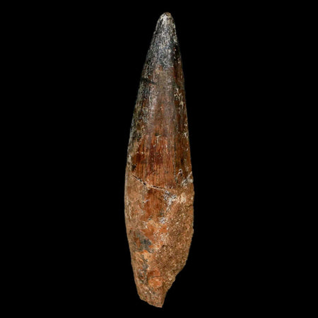 XL 3.4" Spinosaurus Fossil Tooth 100 Million Years Old Cretaceous Dinosaur COA Stand