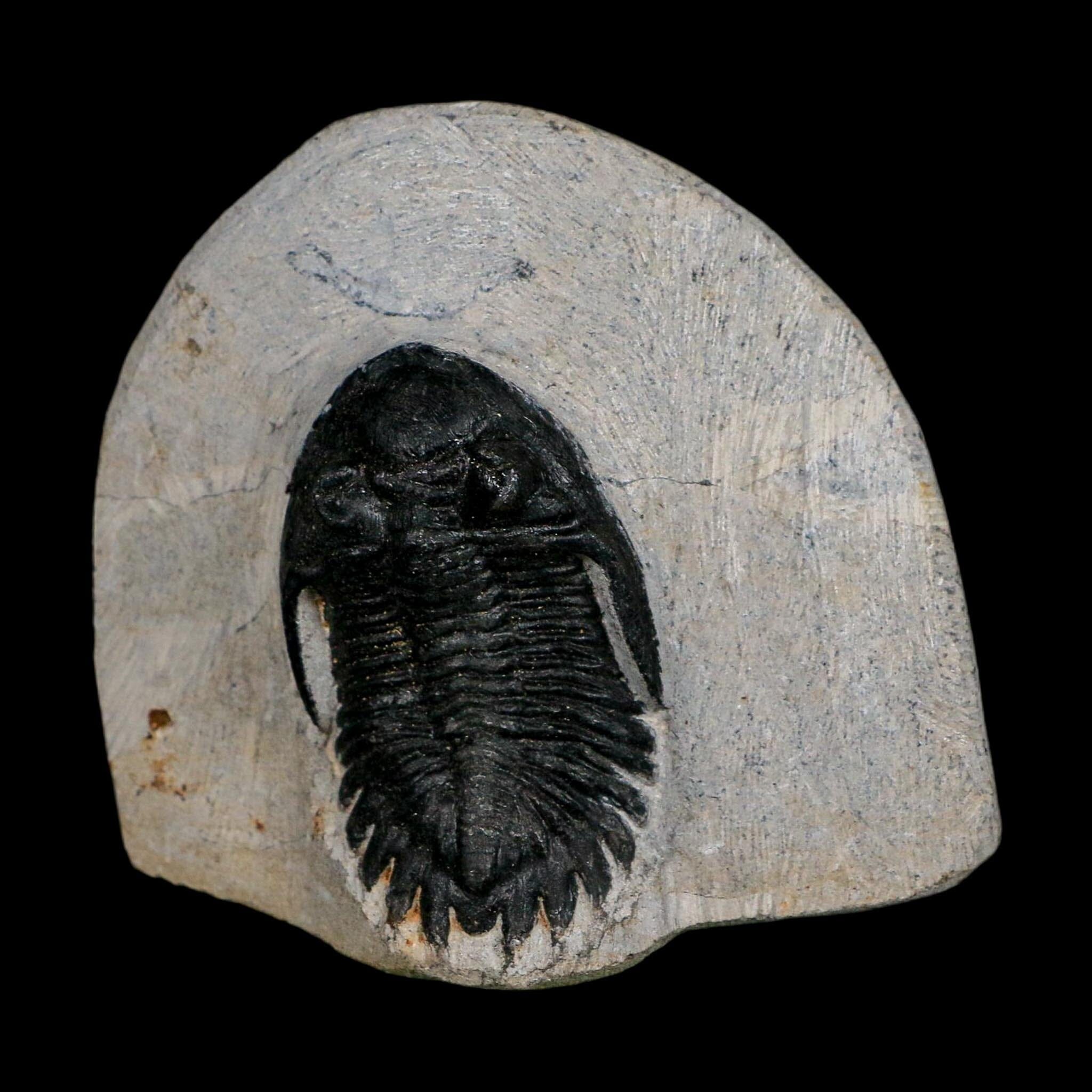 1.9" Metacanthina Issoumourensis Trilobite Fossil Devonian Age 400 Mil Yrs Old COA - Fossil Age Minerals