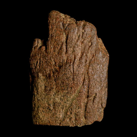 2.9" Triceratops Fossil Frill Blood Groves Lance Creek FM Cretaceous Dinosaur WY COA - Fossil Age Minerals