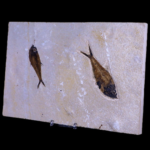 2 Two Diplomystus Dentatus Fossil Fish Green River FM WY Eocene Age COA, Stand - Fossil Age Minerals