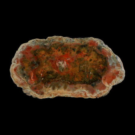 5.2" Dinosaur Coprolite Fossil Polished Slab Specimen Poop Dung Harry Mountain Utah