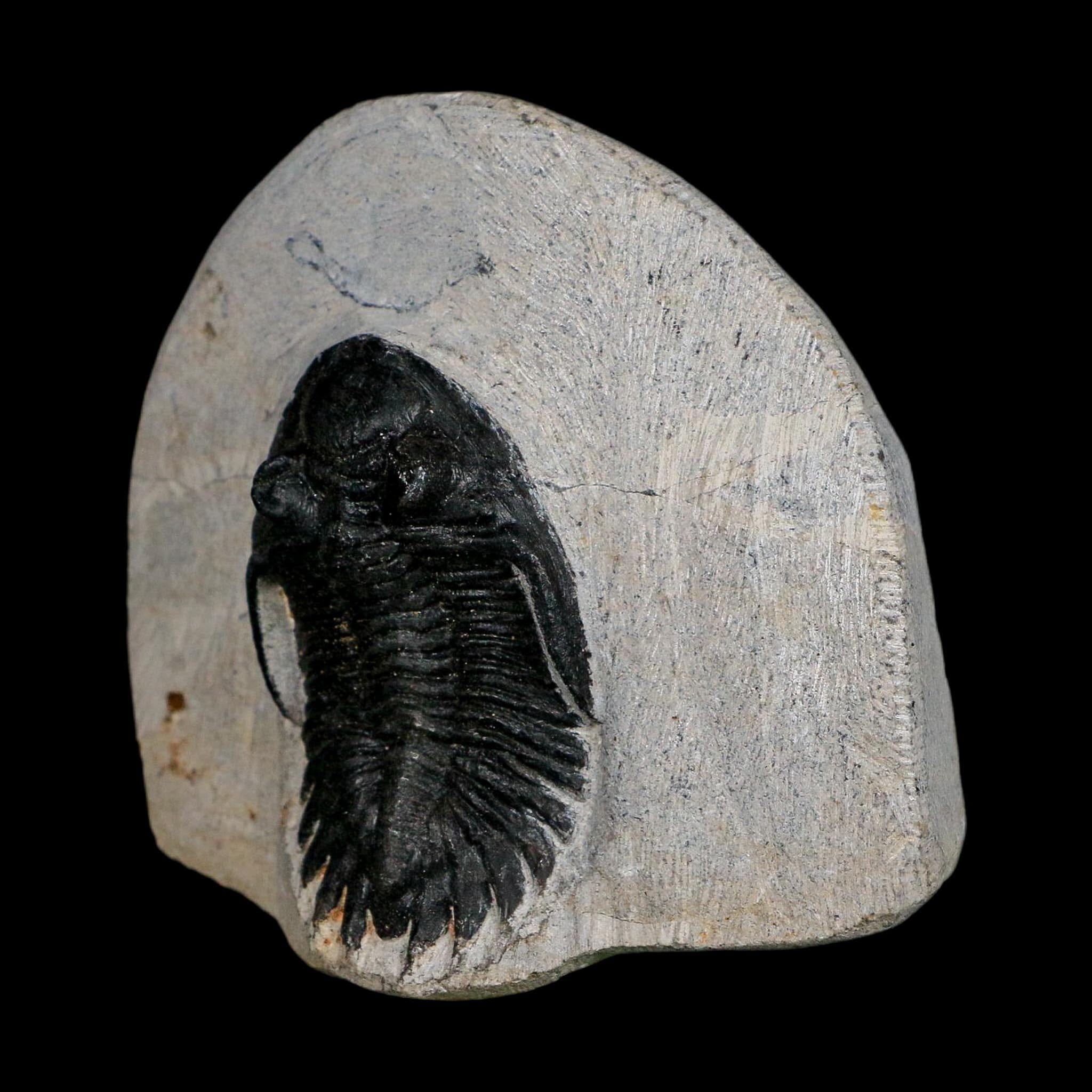 1.9" Metacanthina Issoumourensis Trilobite Fossil Devonian Age 400 Mil Yrs Old COA - Fossil Age Minerals