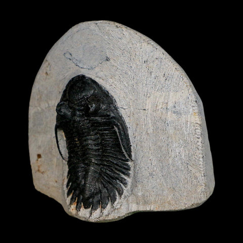 1.9" Metacanthina Issoumourensis Trilobite Fossil Devonian Age 400 Mil Yrs Old COA