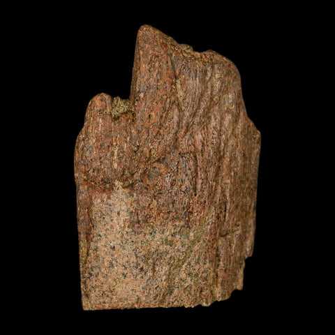 2.9" Triceratops Fossil Frill Blood Groves Lance Creek FM Cretaceous Dinosaur WY COA - Fossil Age Minerals